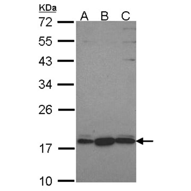 GNRPX antibody from Signalway Antibody (22700) - Antibodies.com