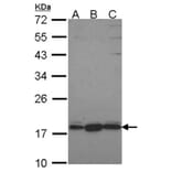 GNRPX antibody from Signalway Antibody (22700) - Antibodies.com