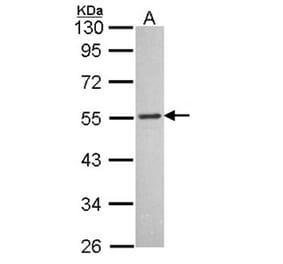 MCH-1R antibody from Signalway Antibody (22769) - Antibodies.com