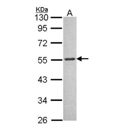 MCH-1R antibody from Signalway Antibody (22769) - Antibodies.com