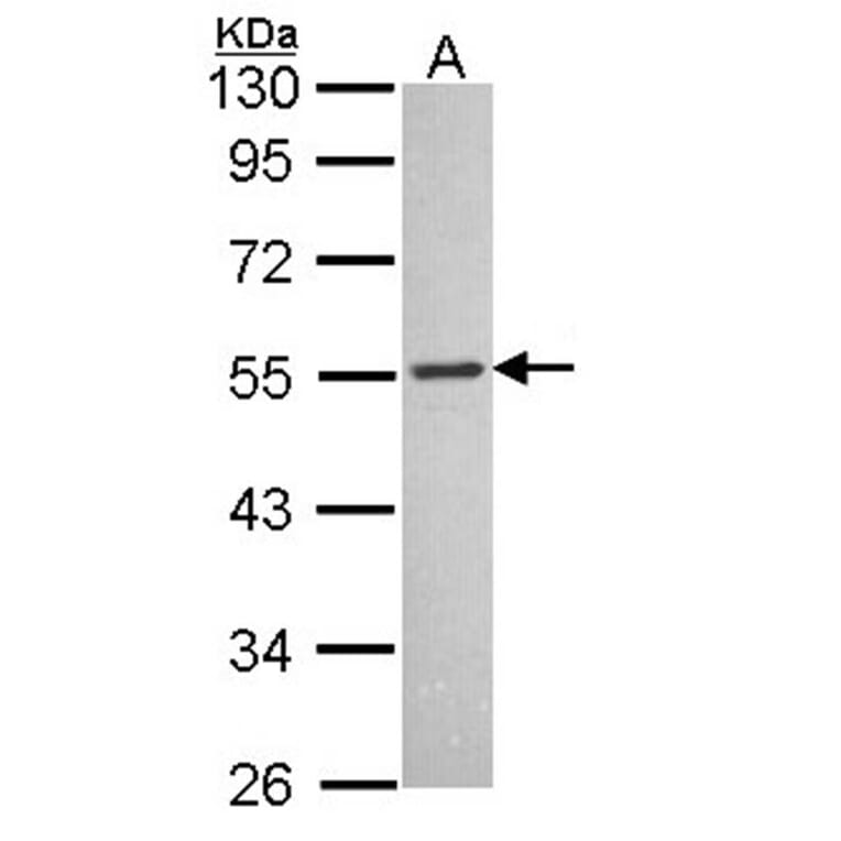 MCH-1R antibody from Signalway Antibody (22769) - Antibodies.com