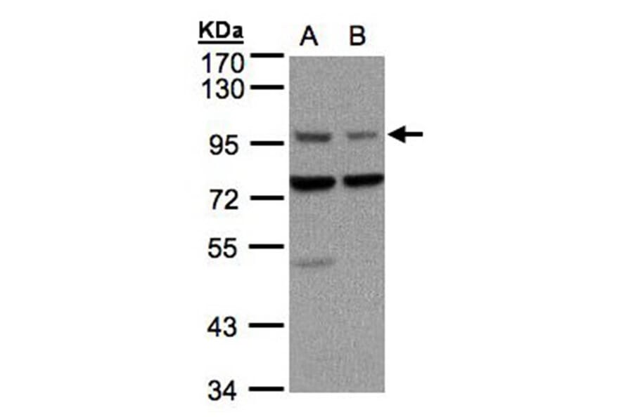 Axin 1 antibody from Signalway Antibody (22862) - Antibodies.com