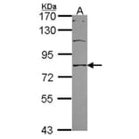 SCNN1A antibody from Signalway Antibody (22883) - Antibodies.com