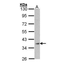 Actin antibody from Signalway Antibody (22955) - Antibodies.com