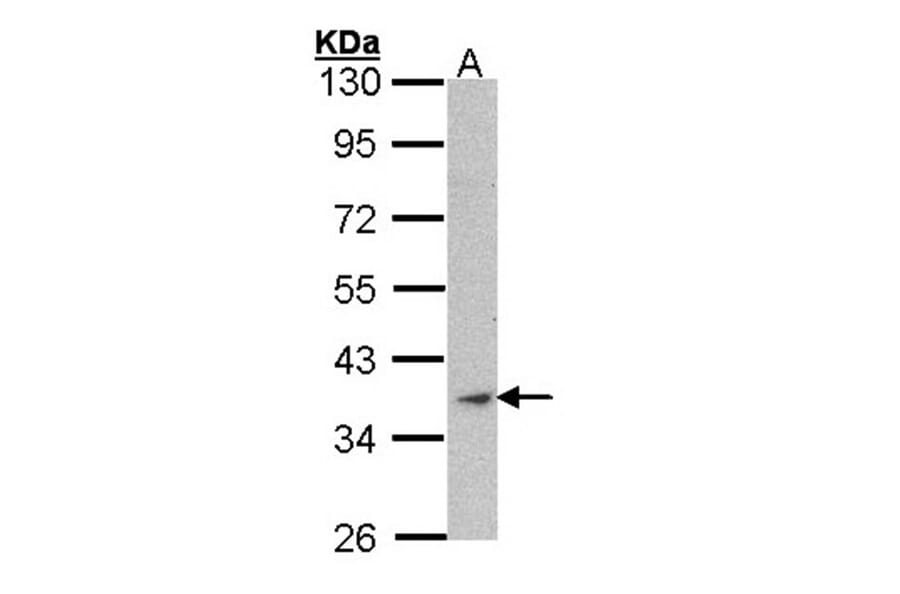 Actin antibody from Signalway Antibody (22955) - Antibodies.com