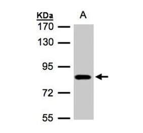 CLC-5 antibody from Signalway Antibody (22985) - Antibodies.com