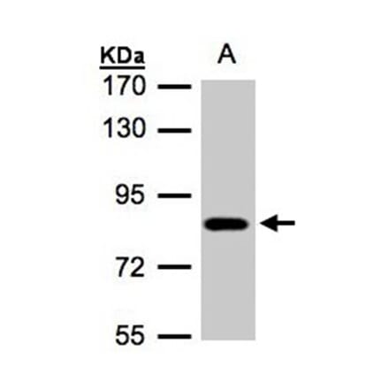 CLC-5 antibody from Signalway Antibody (22985) - Antibodies.com