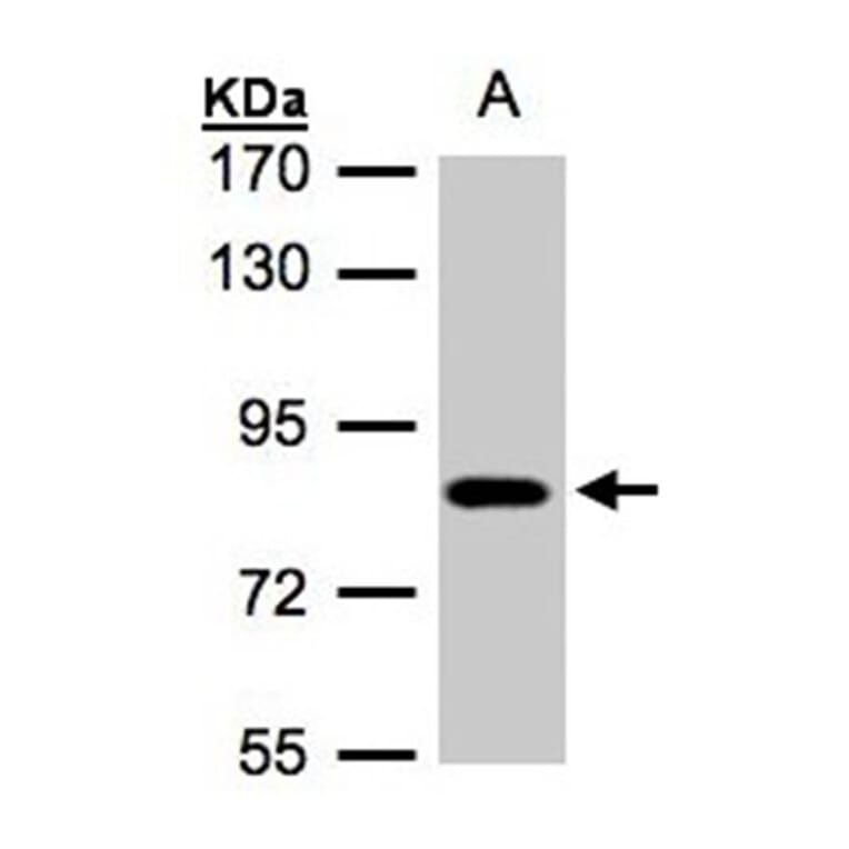 CLC-5 antibody from Signalway Antibody (22985) - Antibodies.com
