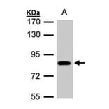 CLC-5 antibody from Signalway Antibody (22985) - Antibodies.com