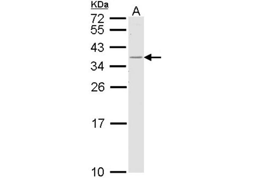 HLA-DR antibody from Signalway Antibody (23013) - Antibodies.com