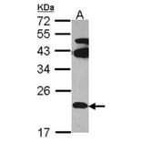 FAM18B antibody from Signalway Antibody (23127) - Antibodies.com