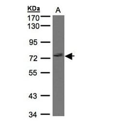 GIMAP8 antibody from Signalway Antibody (23171) - Antibodies.com
