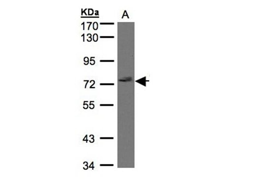 GIMAP8 antibody from Signalway Antibody (23171) - Antibodies.com