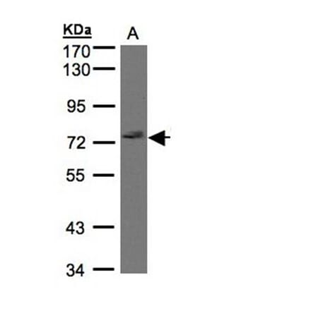 GIMAP8 antibody from Signalway Antibody (23171) - Antibodies.com