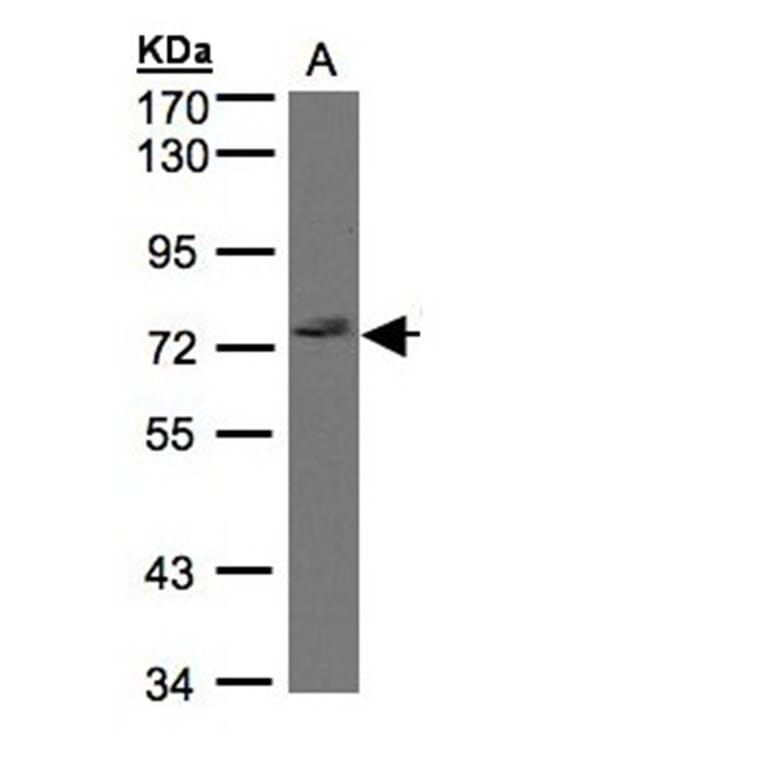 GIMAP8 antibody from Signalway Antibody (23171) - Antibodies.com