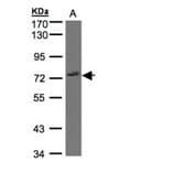 GIMAP8 antibody from Signalway Antibody (23171) - Antibodies.com