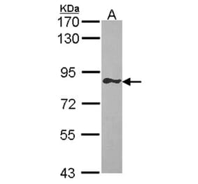 GIMAP8 antibody from Signalway Antibody (23172) - Antibodies.com