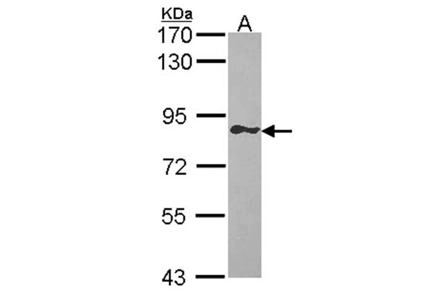 GIMAP8 antibody from Signalway Antibody (23172) - Antibodies.com