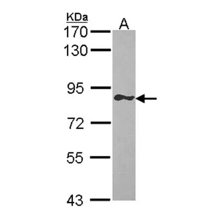 GIMAP8 antibody from Signalway Antibody (23172) - Antibodies.com