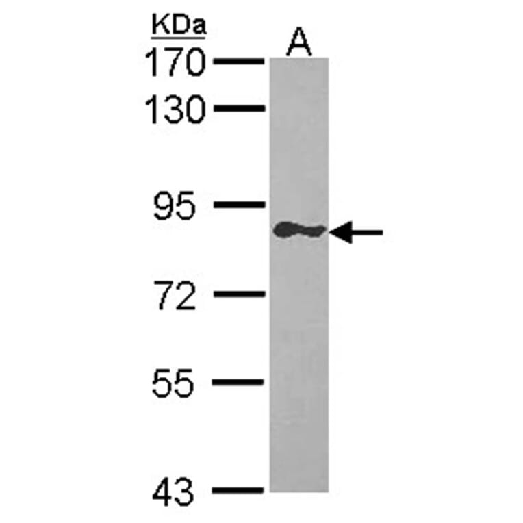 GIMAP8 antibody from Signalway Antibody (23172) - Antibodies.com