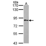 GIMAP8 antibody from Signalway Antibody (23172) - Antibodies.com