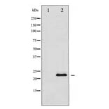 Western blot - TIMP1 Antibody from Signalway Antibody (29059) - Antibodies.com