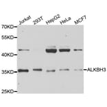 Western blot - ALKBH3 Antibody from Signalway Antibody (33056) - Antibodies.com
