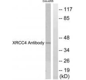 Western blot - XRCC4 Antibody from Signalway Antibody (33549) - Antibodies.com