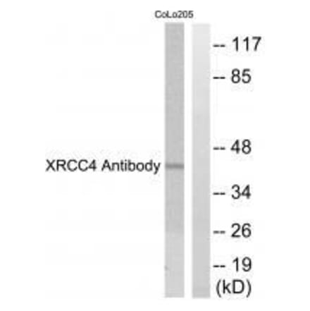 Western blot - XRCC4 Antibody from Signalway Antibody (33549) - Antibodies.com
