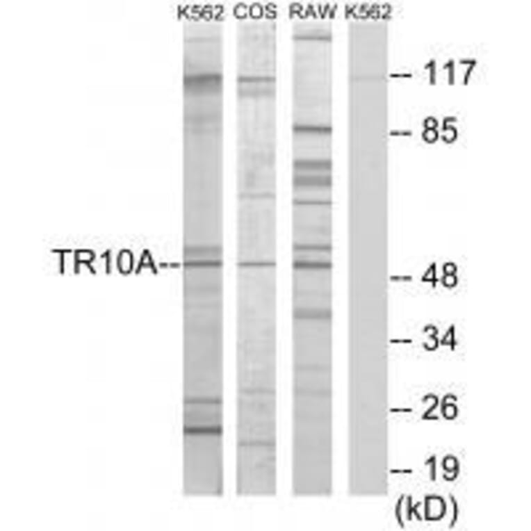 Western blot - TR10A Antibody from Signalway Antibody (33555) - Antibodies.com