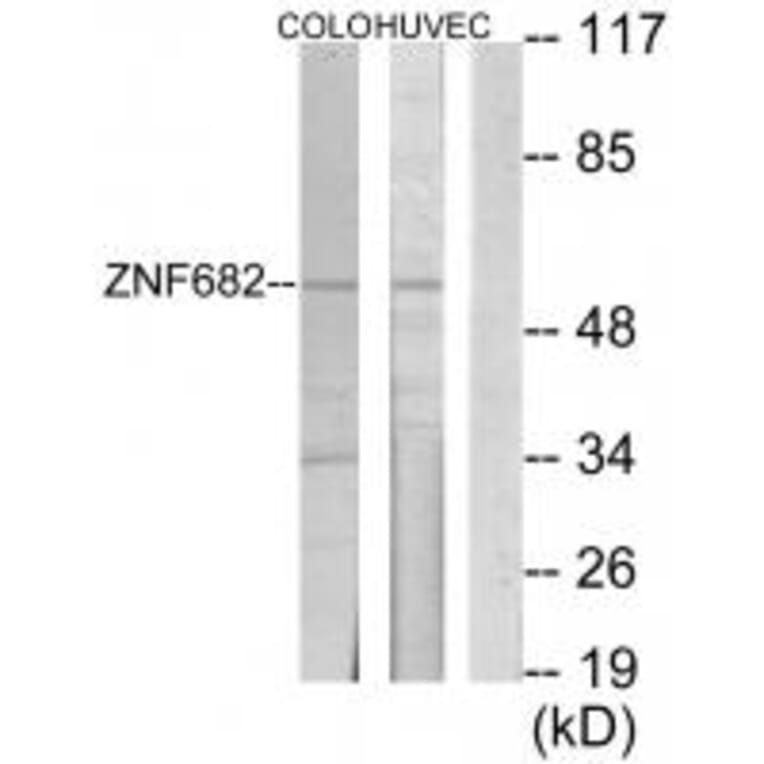 Western blot - ZNF682 Antibody from Signalway Antibody (33637) - Antibodies.com