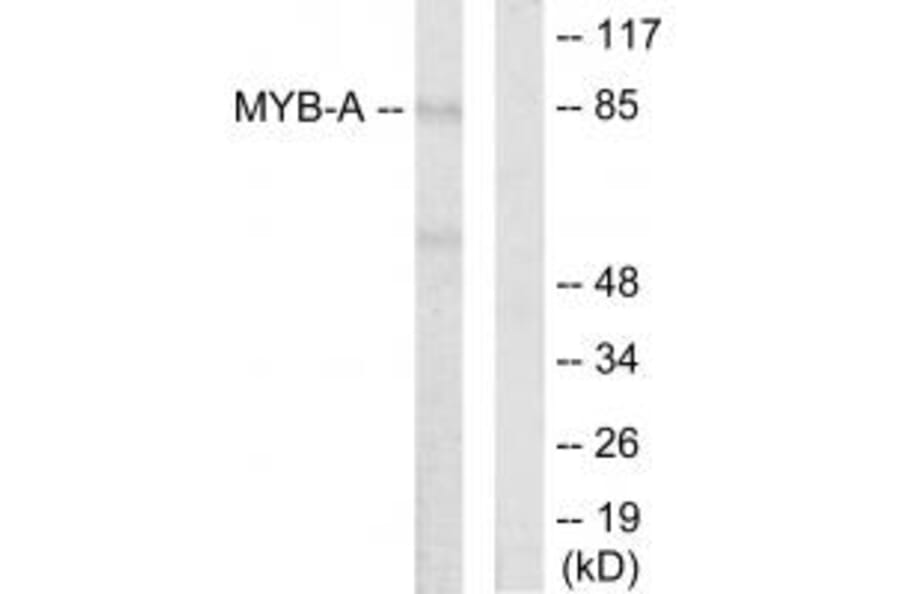 Western blot - MYB-A Antibody from Signalway Antibody (33667) - Antibodies.com