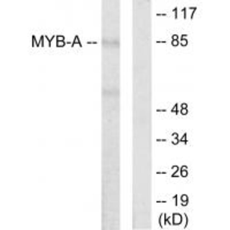 Western blot - MYB-A Antibody from Signalway Antibody (33667) - Antibodies.com