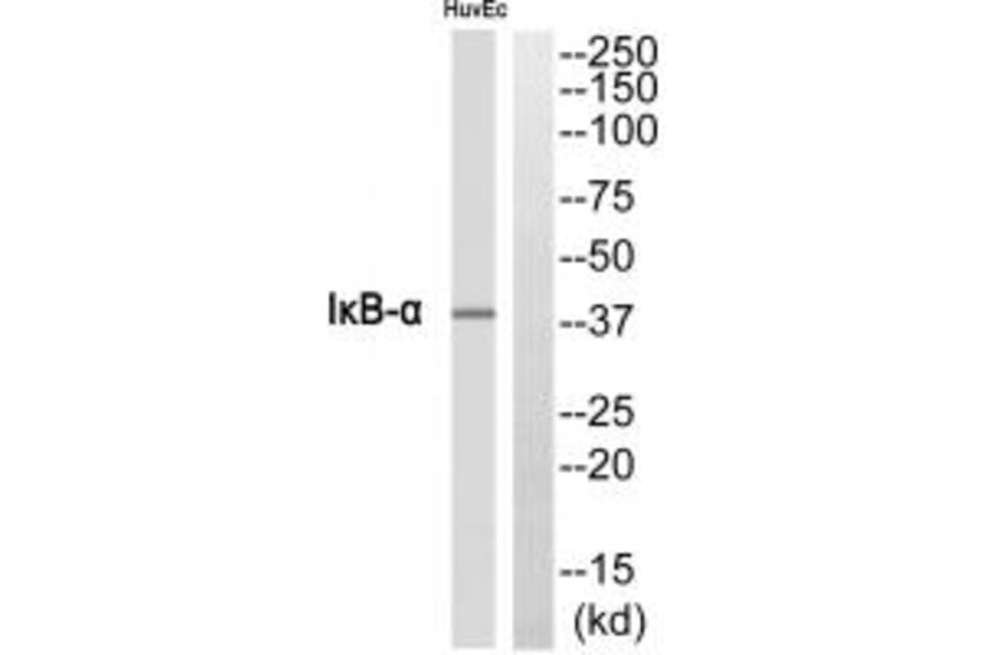 Western blot - IκB-α Antibody from Signalway Antibody (33726) - Antibodies.com