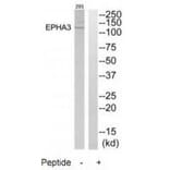 Western blot - EPHA3 Antibody from Signalway Antibody (33740) - Antibodies.com