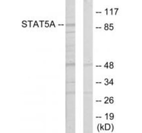Western blot - STAT5A Antibody from Signalway Antibody (33769) - Antibodies.com