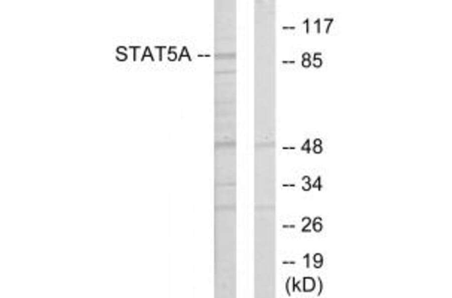 Western blot - STAT5A Antibody from Signalway Antibody (33769) - Antibodies.com