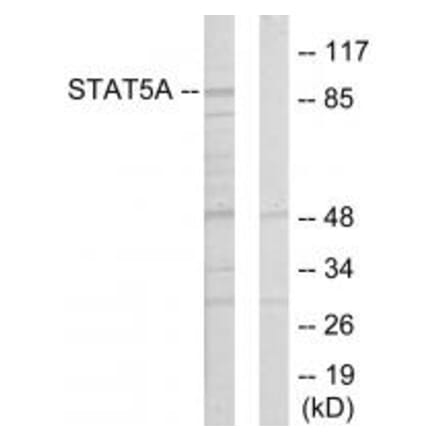 Western blot - STAT5A Antibody from Signalway Antibody (33769) - Antibodies.com