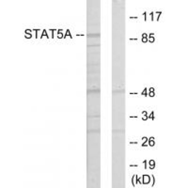 Western blot - STAT5A Antibody from Signalway Antibody (33769) - Antibodies.com