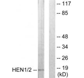 Western blot - HEN1/2 Antibody from Signalway Antibody (33847) - Antibodies.com