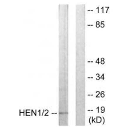 Western blot - HEN1/2 Antibody from Signalway Antibody (33847) - Antibodies.com