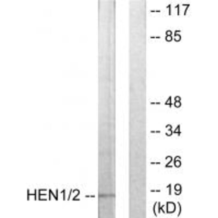 Western blot - HEN1/2 Antibody from Signalway Antibody (33847) - Antibodies.com