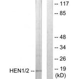 Western blot - HEN1/2 Antibody from Signalway Antibody (33847) - Antibodies.com