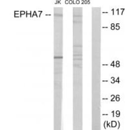 Western blot - EPHA7 Antibody from Signalway Antibody (33896) - Antibodies.com