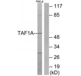 Western blot - TAF1A Antibody from Signalway Antibody (33901) - Antibodies.com