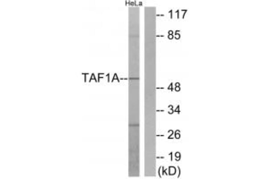 Western blot - TAF1A Antibody from Signalway Antibody (33901) - Antibodies.com