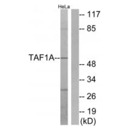 Western blot - TAF1A Antibody from Signalway Antibody (33901) - Antibodies.com