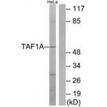 Western blot - TAF1A Antibody from Signalway Antibody (33901) - Antibodies.com