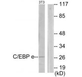 Western blot - CEBPE Antibody from Signalway Antibody (33907) - Antibodies.com