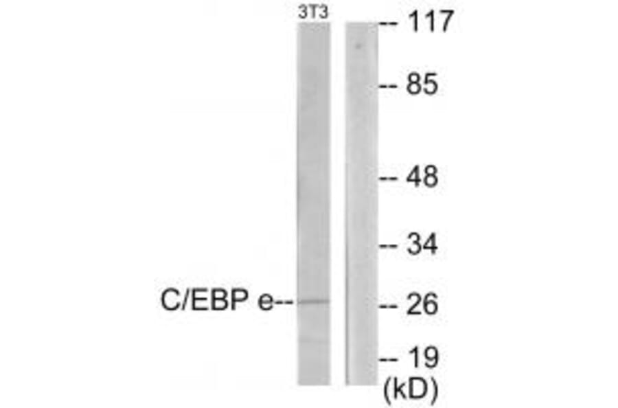 Western blot - CEBPE Antibody from Signalway Antibody (33907) - Antibodies.com